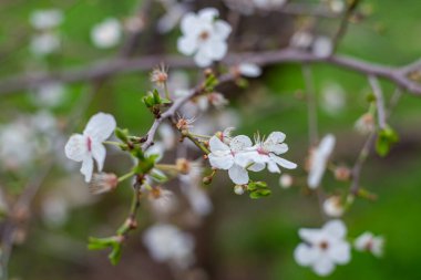 Beyaz narin çiçekler ve elma ağacının dalında taze yapraklar. Bahçeye bahar geldi. Seçici odak.