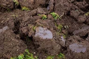 Clods of freshly plowed fertile soil. Natural background of brown raw earth. clipart