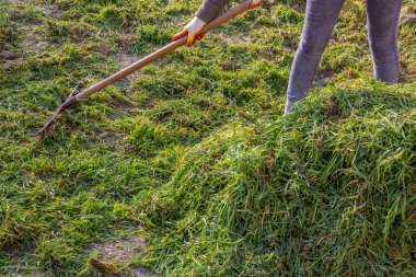 Çimlerden biçilmiş yeşil çimleri temizliyorum. Kadın çimenleri metal bir tırmıkla bir yığın halinde tırmıklıyor..