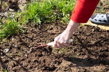 Baharda tarım. Tohum ekmek için küçük tırmıkları olan bir kadın..