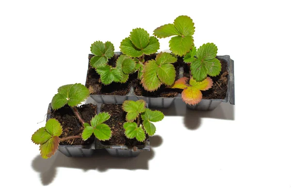 Μικρά Σπορόφυτα Φραουλών Καλούπια Χώμα Λευκό Φόντο Ανοιξιάτικη Φύτευση Φυτών — Φωτογραφία Αρχείου