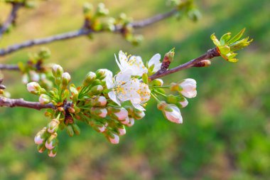 İlkbaharda kiraz dalında çiçek açan beyaz çiçekler, yeşil çimenlerin arka planında. Güneşli bir günde doğanın uyanışı..