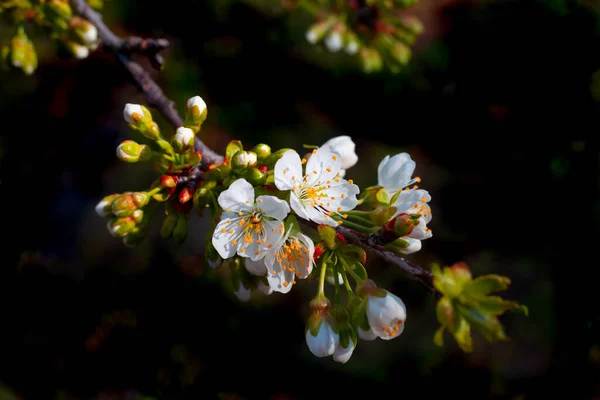 Flores Hojas Blancas Sobre Una Rama Cerezo Sobre Fondo Negro — Foto de Stock