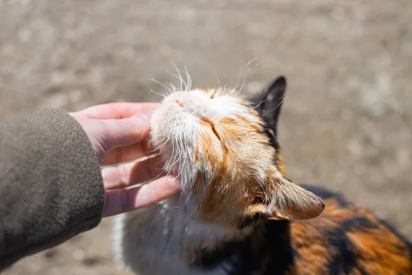 Relações Entre Gatos Humanos Uma Mulher Está Acariciando Gato Tricolor — Fotografia de Stock