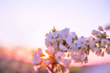 Gün batımında beyaz sakura çiçekleri olan bir dal. Bahar akşamında güzel doğa. Seçici odak.