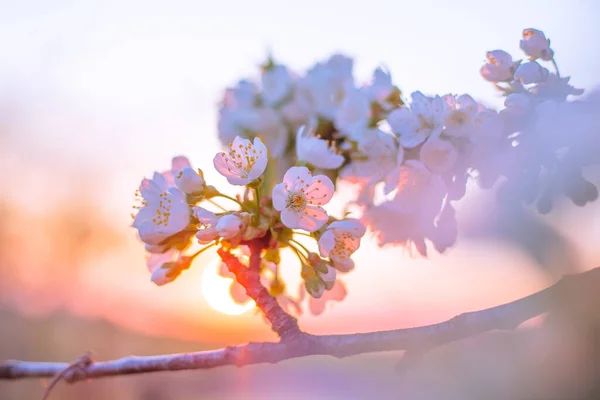 Branch with white sakura flowers at sunset. Beautiful nature on a spring evening. Selective focus.