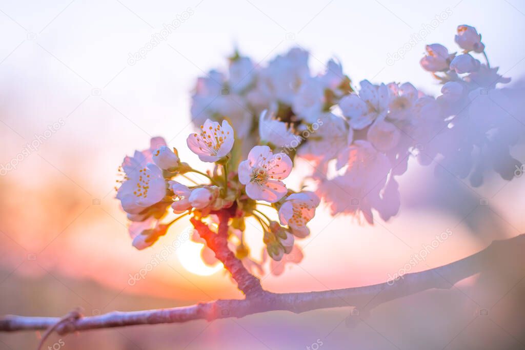 Branch with white sakura flowers at sunset. Beautiful nature on a spring evening. Selective focus.