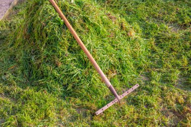 Çimlerden biçilmiş yeşil çimleri temizliyorum. Toplanan çimlerin üzerinde metal bir tırmık yatıyor..