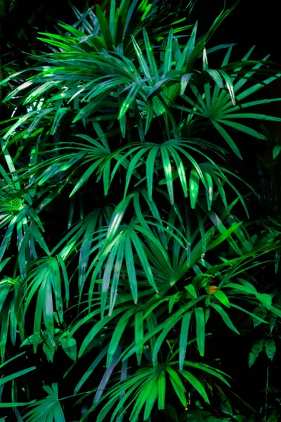 Fond Végétal Tropical Vertical Flou Feuilles Vert Vif Des Plantes — Photo