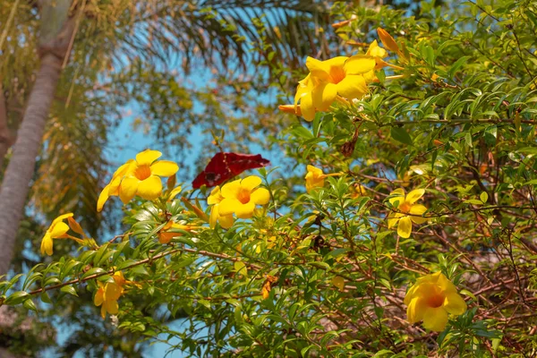 Florale Tropische Landschaft Leuchtend Gelbe Blüten Bäumen Grünen Dschungel Reisen — Stockfoto