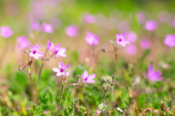 Schöne Blumenverwischte Hintergrund Flieder Kleine Wildblumen Auf Einem Hintergrund Aus — Stockfoto