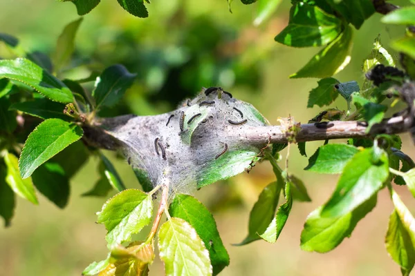 Garden pests. The caterpillar tent has cocooned a cocoon of cobwebs on a branch of a fruit tree.