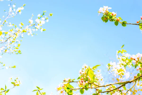 春季背景 文本框架 蓝天由枝条构成 枝条上有樱花和绿色的嫩叶 — 图库照片