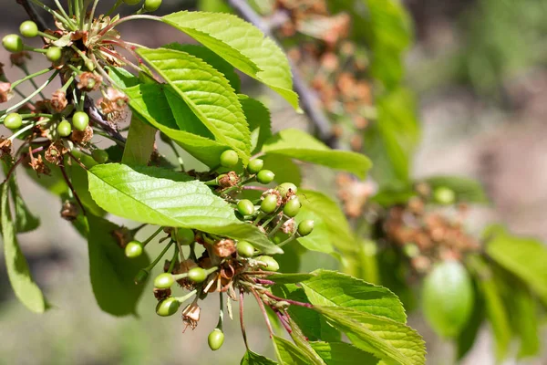 Une Branche Cerise Douce Aux Fruits Verts Développement Une Baie — Photo