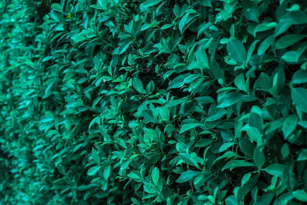 Зелене Листя Рослини Фон Порожній Тексту — стокове фото