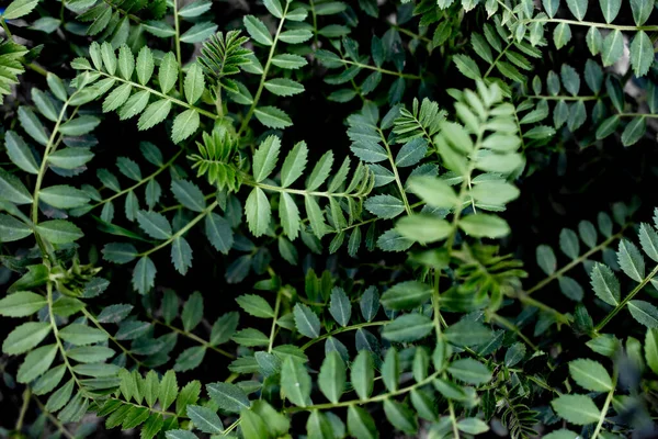 Galhos Verdes Com Pequenas Folhas Planta Grão Bico Fundo Vegetal — Fotografia de Stock