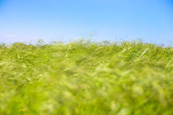 Verde Hierba Oscilante Contra Cielo Inmensidad Los Campos Verano — Foto de Stock