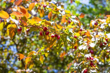 Güneşli bir günde bahar bahçesi. Genç kırmızı meyveli kiraz dalları.