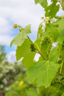 Blooming grapes. Gardening, winemaking and plant and agricultural care.