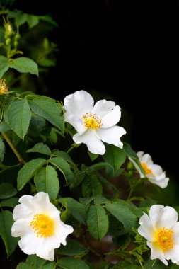 White flowers of wild rose on a black background. Gardening and plant care,selective focus.