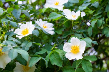 Floral background. Large white flowers of wild rose with dark green foliage. Fragrant garden.