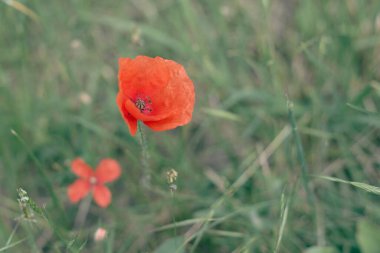 Yeşil çimenlerin üzerinde kırmızı haşhaş. Uzayı sağa kopyala.