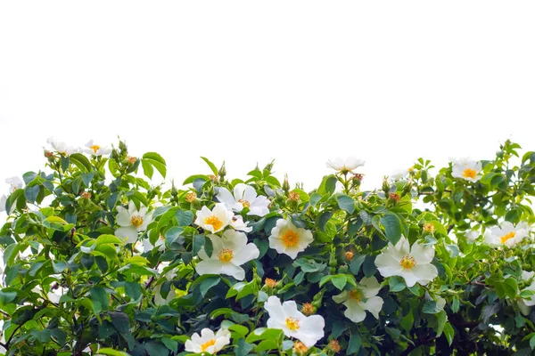 Schöne Weiße Blüten Von Wildrose Auf Einem Strauch Mit Grünen — Stockfoto