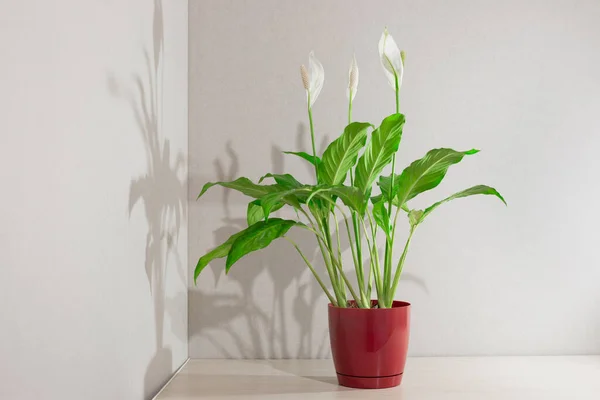 Spatthiphyllum çiçek açar. Tahta bir masanın üzerinde, çiçek saksısında adı 