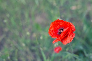Yeşil çimenlerin üzerinde kırmızı haşhaş. Uzayı sola kopyala