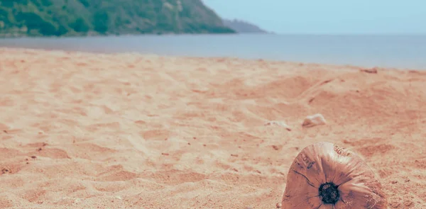 해변의 모래사장에서 부드럽게 휘젓고 코코넛 — 스톡 사진