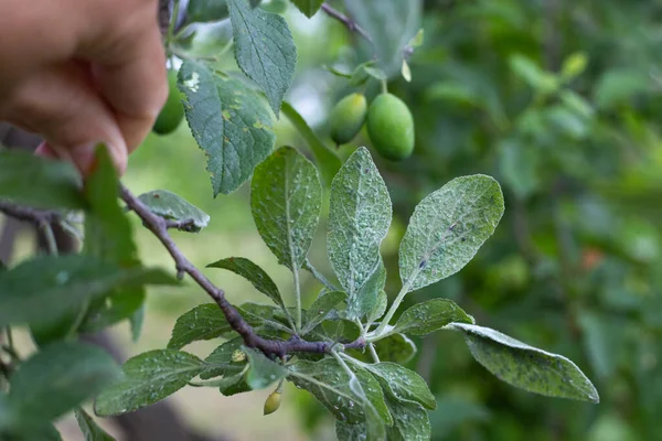 Jardinier Tient Une Branche Prunier Avec Des Feuilles Mangées Par — Photo