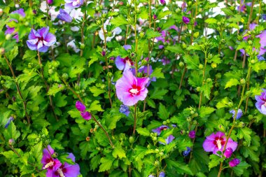 Yeşil çalılıklardaki pembe amber çiçekleri, bahar çiçekleri.