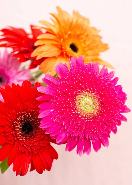 Strauß Heller Chrysanthemen Auf Hellem Hintergrund — Stockfoto