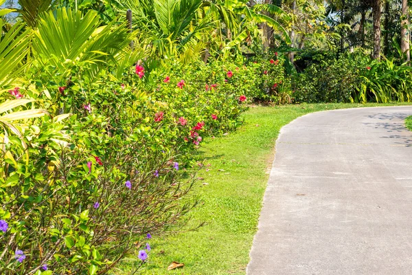 Gebiet Eines Tropischen Gartens Mit Einem Wanderweg Bäume Mit Blumen — Stockfoto