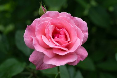 Pink rose of the variety Queen Elizabeth on a dark green background close-up. Breeding and caring for flowers.