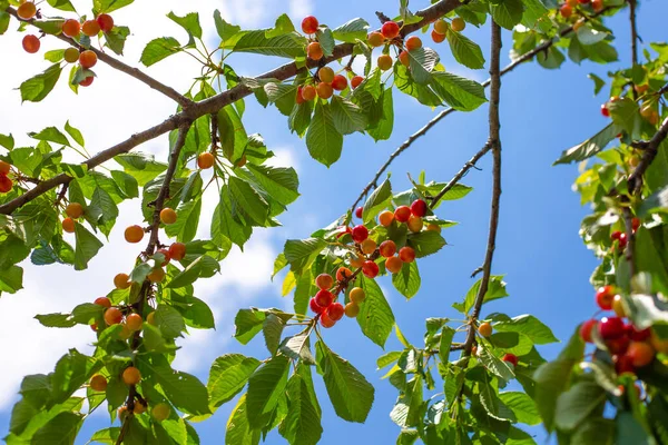 Mavi gökyüzüne karşı olgunlaşan meyveleri kırmızıya boyayan bir kiraz ağacı. Tembel bahçede lezzetli taze meyve.