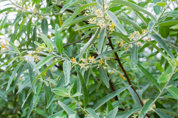 Planta Elaeagnus Commutata Planta Arbustiva Con Hojas Plateadas Pequeñas Flores — Foto de Stock