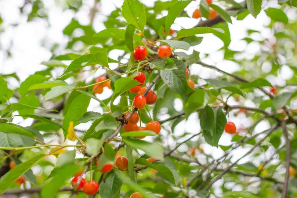 Cerisier Aux Baies Mûres Délicieux Fruits Vitaminés Sains Été — Photo