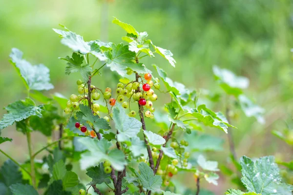 Arbusto Grosella Roja Maduración Jugosa Baya Rica Vitaminas Jardinería —  Fotos de Stock