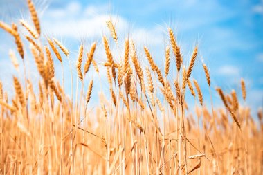 Gökyüzüne karşı olgunlaşmış buğday kulakları. Tarımsal bir tarlada ekmek biçmek..