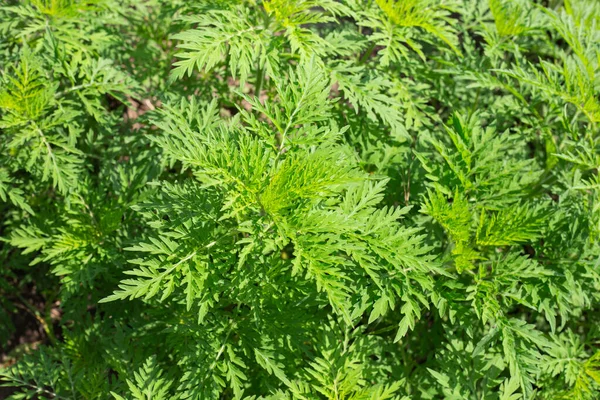 Arbustos Ambrosía Verano Planta Herbácea Perenne Que Causa Una Fuerte — Foto de Stock