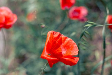 Rüzgarda kırmızı haşhaş tarlası, bulanık arka plan, seçici odaklanma. Yaz çiçekleri..