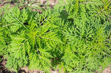 Yazın Ambrosia çalıları. Ebedi ot bitkisi güçlü bir alerjik reaksiyona ve saman nezlesine neden olur..