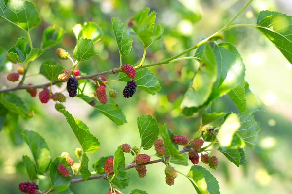 庭の果実を熟す。木の枝においしい熟した黒桑の果実。有用な果物、収穫 — ストック写真