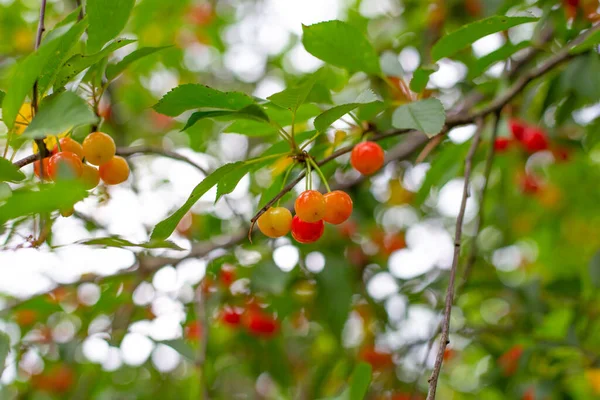 Cerises Mûres Sur Arbre Feuillage Vert Bokeh Beau Verger — Photo