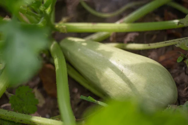 Abóbora Branca Jovem Cresce Mato Cuidado Cultivo Rega — Fotografia de Stock