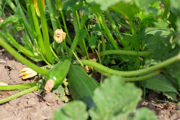 Young green zucchini and yellow flowers grow on the bush. Care, cultivation and watering.