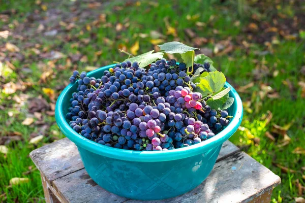 庭に熟した黒いイザベラブドウと流域 ワイン造りのためのおいしい果実のコレクション — ストック写真