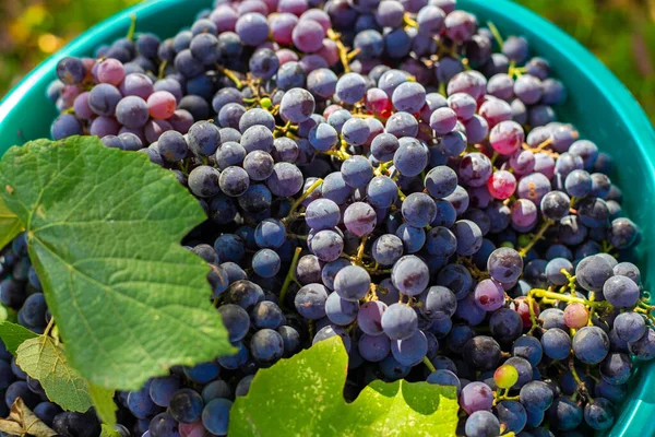 熟した黒のイザベラブドウと流域 ワイン造りのためのおいしい果実のコレクション — ストック写真
