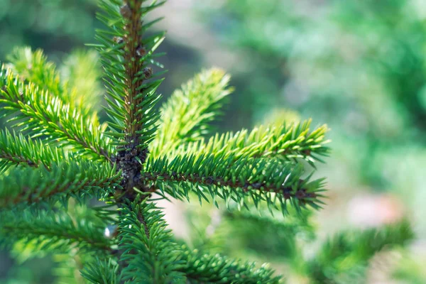 Topo Uma Árvore Natal Verde Foco Seletivo Clima Natal Fundo — Fotografia de Stock